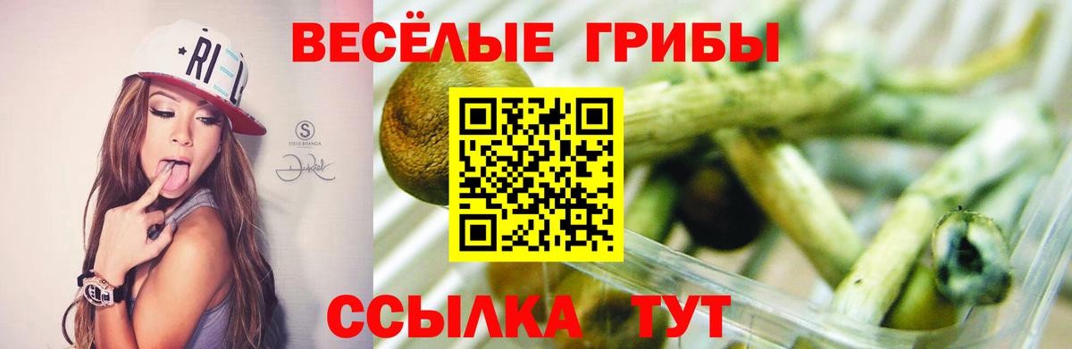 Псилоцибиновые грибы Psilocybine cubensis Воркута